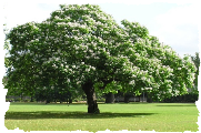 catalpa bignonioides