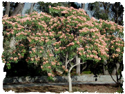 albizia julibrissin