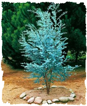 eucalyptus gunnii