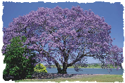 jacaranda mimosifolia