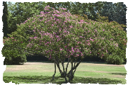 lagerstroemia indica