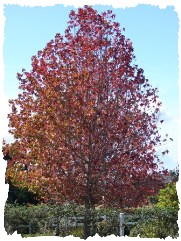 Liquidambar styraciflua