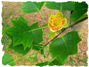 liriodendron tulipifera