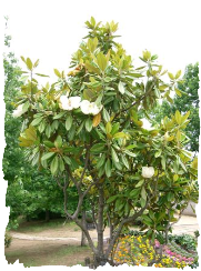 magnolia grandiflora