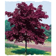 acer crimson king