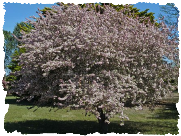 malus floribunda