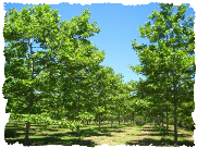platanus acerifolia