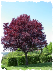 prunus cerasifera