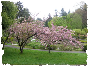 prunus serrulata kwanzan
