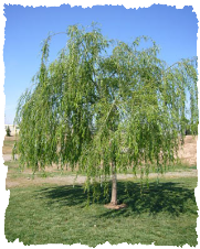 salix babylonica