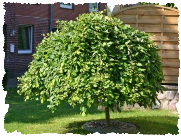 salix caprea pendula