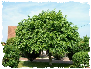 tilia platyphyllos